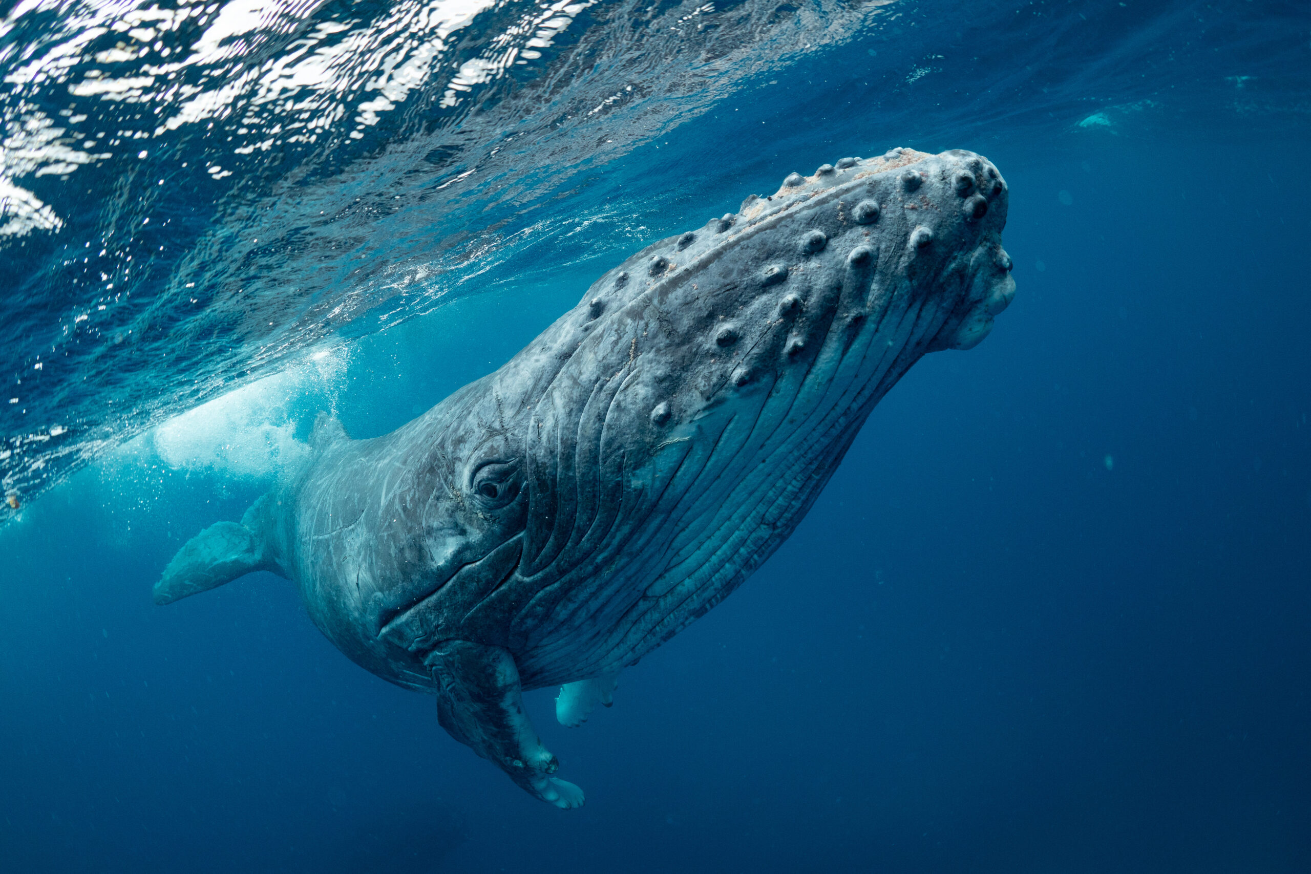 Whale,Nature,Tonga