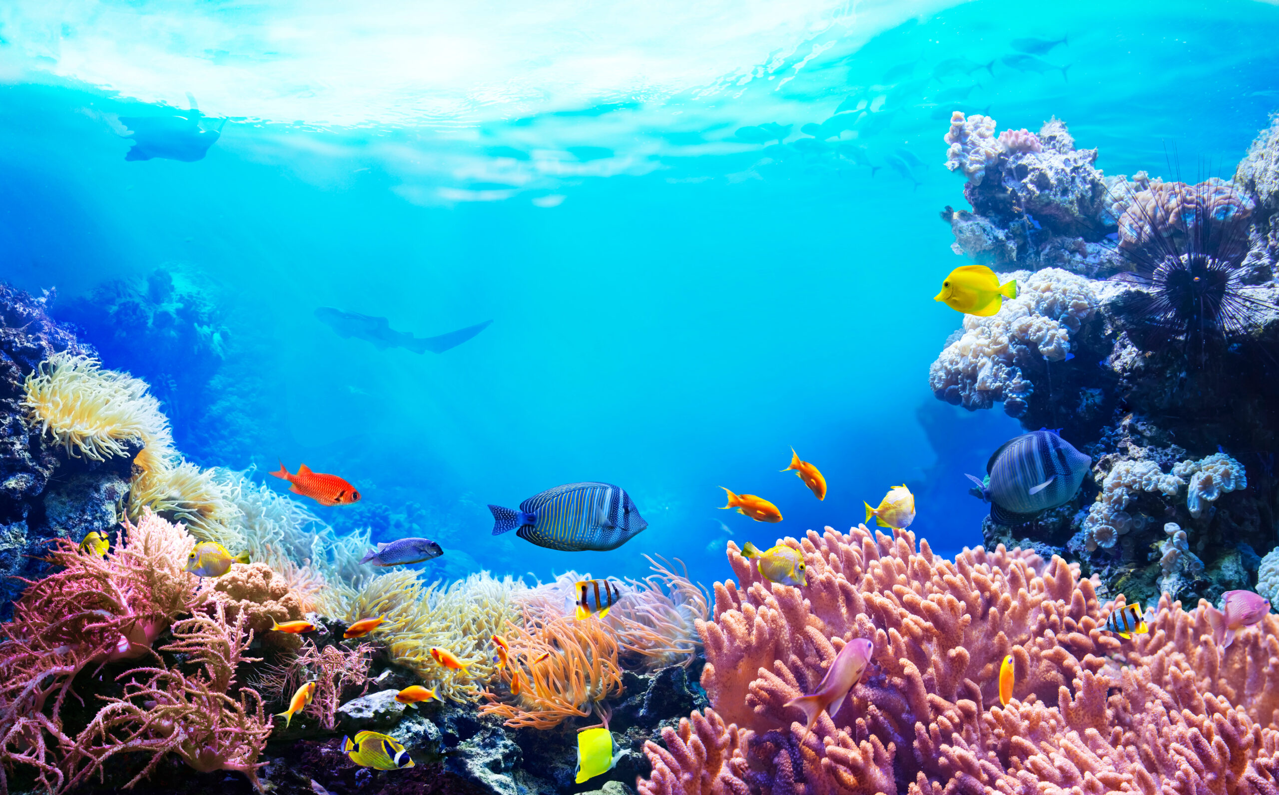 Animals,Of,The,Underwater,Sea,World.,Ecosystem.,Colorful,Tropical,Fish.
