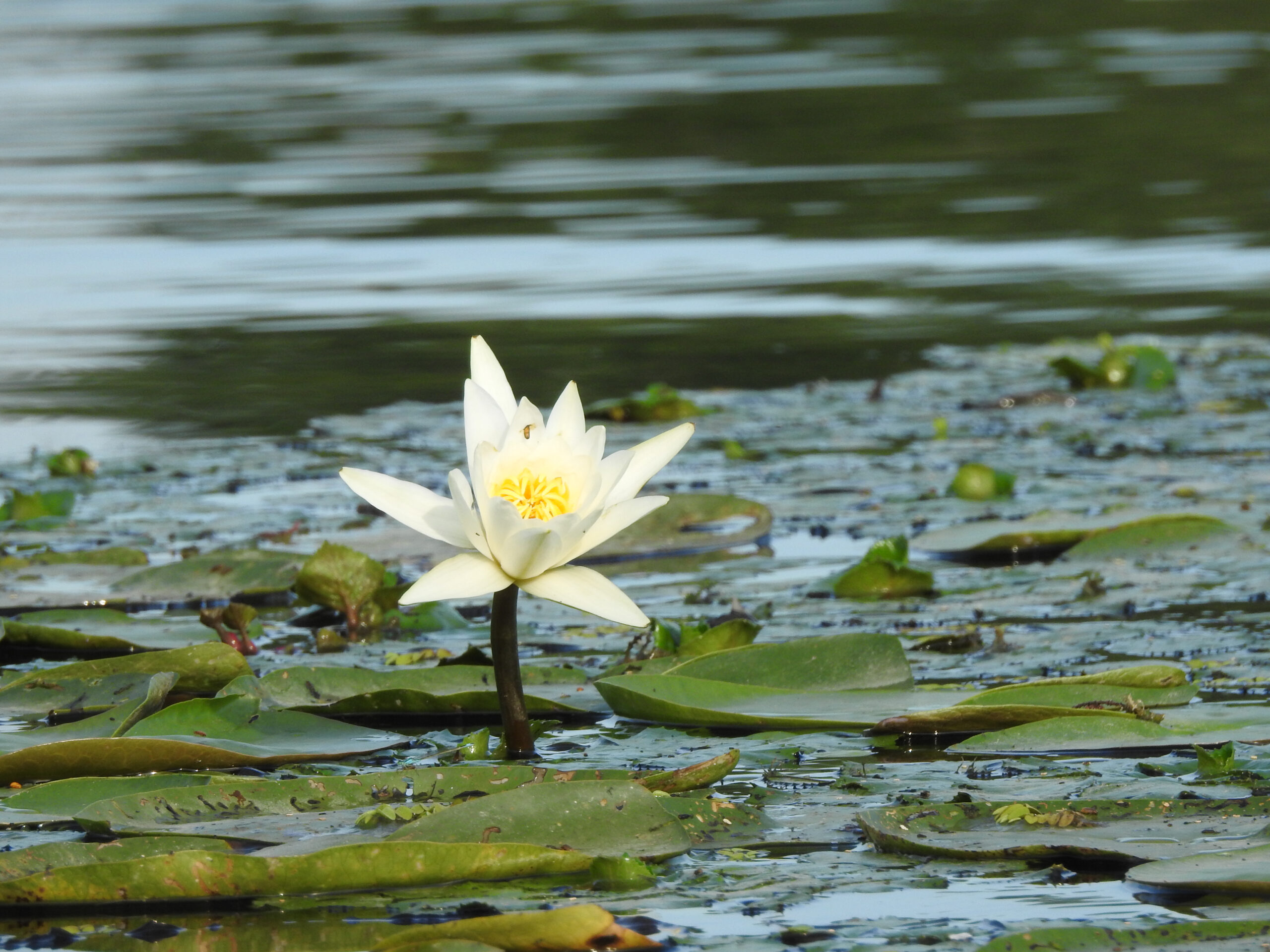Nymphaea,,White,Water,Lily,On,The,Lake,Tisza,,In,Hungary